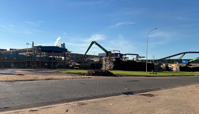Expansão florestal amplia potencial econômico de Campo Grande
